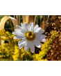 German Chamomile Seeds (Certified Organic)