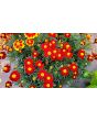 French Marigold 'Tashkent' Seeds (Certified Organic)