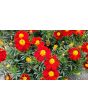 French Marigold 'Tashkent' Seeds (Certified Organic)