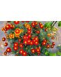 French Marigold 'Tashkent' Seeds (Certified Organic)