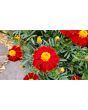 French Marigold 'Tashkent' Seeds (Certified Organic)