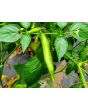 Hot Pepper 'Aji Lemon Drop' Seeds (Certified Organic)