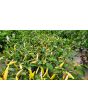 Hot Pepper ‘Aji Omnicolor' Seeds (Certified Organic)