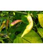 Hot Pepper ‘Dedo De Moca Peach' Seeds (Certified Organic)