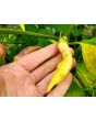 Hot Pepper ‘Dedo De Moca Peach' Seeds (Certified Organic)