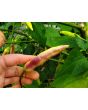 Hot Pepper ‘Dedo De Moca Peach' Seeds (Certified Organic)
