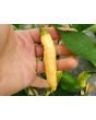 Hot Pepper ‘Dedo De Moca Peach' Seeds (Certified Organic)