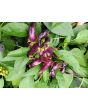 Hot Pepper 'Sangria F2' Seeds (Certified Organic)