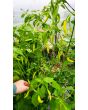 Hot Pepper ‘Birgit's Locoto’