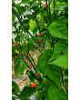 Hot Pepper ‘Bird Aji' Seeds (Certified Organic)
