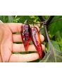 Hot Pepper ‘Biquinho Black Cross' Seeds (Certified Organic)