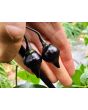 Hot Pepper ‘Biquinho Black' Seeds (Certified Organic)