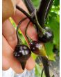 Hot Pepper ‘Biquinho Black' Seeds (Certified Organic)
