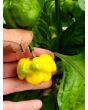 Hot Pepper ‘Bahamian Beast Yellow' Seeds (Certified Organic)