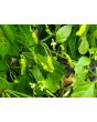 Hot Pepper ‘Aribibi Gusano' AKA 'Caterpillar Pepper' Seeds (Certified Organic)