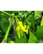 Hot Pepper ‘Aribibi Gusano' AKA 'Caterpillar Pepper' Seeds (Certified Organic)