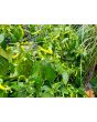 Hot Pepper ‘Aribibi Gusano' AKA 'Caterpillar Pepper' Seeds (Certified Organic)