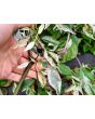 Hot Pepper 'Variegated Jigsaw' Seeds (Certified Organic)