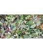 Hot Pepper 'Variegated Jigsaw' Seeds (Certified Organic)