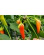 Hot Pepper ‘Bleeding Rawit White' Seeds (Certified Organic)
