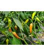 Hot Pepper ‘Bleeding Rawit White' Seeds (Certified Organic)