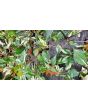 Hot Pepper 'Variegated Jigsaw' Seeds (Certified Organic)