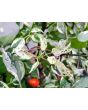 Hot Pepper 'Variegated Jigsaw' Seeds (Certified Organic)
