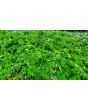 Tzimbalo Melon Pear Seeds (Certified Organic)