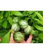 Tzimbalo Melon Pear Seeds (Certified Organic)