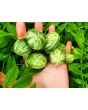 Tzimbalo Melon Pear Seeds (Certified Organic)