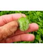 Tzimbalo Melon Pear Seeds (Certified Organic)