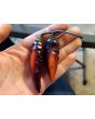 Hot Pepper ‘Biquinho Black Cross' Seeds (Certified Organic)
