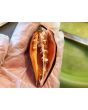 Hot Pepper ‘Biquinho Black Cross' Seeds (Certified Organic)