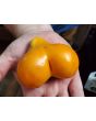 Tomato 'Buratino' AKA 'Yellow Pinocchio' Seeds (Certified Organic)