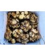 Jerusalem Artichoke AKA Sunchoke Tubers (Certified Organic) 