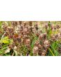 Self Heal AKA Heart of the Earth Seeds (Certified Organic)