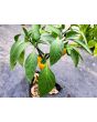 Hot Pepper 'NuMex Lemon Spice Jalapeno' Seeds (Certified Organic)