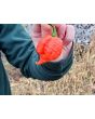 Hot Pepper 'Mustard Moruga Brains x Gator Jigsaw RED CROSS' Seeds (Certified Organic)