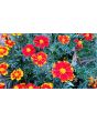 French Marigold 'Tashkent' Seeds (Certified Organic)
