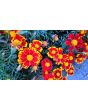French Marigold 'Tashkent' Seeds (Certified Organic)