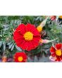 French Marigold 'Tashkent' Seeds (Certified Organic)