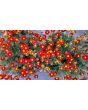 French Marigold 'Tashkent' Seeds (Certified Organic)