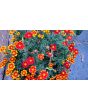 French Marigold 'Tashkent' Seeds (Certified Organic)