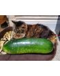 Mao Qua AKA Fuzzy Gourd 