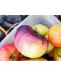 Tomato 'Sart Roloise' Seeds (Certified Organic)