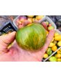 Tomato 'Coeur de Surpriz' Seeds (Certified Organic)