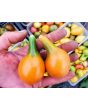 Tomato 'Mila's Orange Pear' Seeds (Certified Organic)