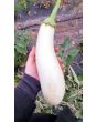 Eggplant ‘Casper’ Seeds (Certified Organic)