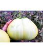 Eggplant ‘Saitama Ao Daimaru’ Seeds (Certified Organic)