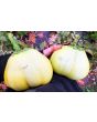 Eggplant ‘Saitama Ao Daimaru’ Seeds (Certified Organic)